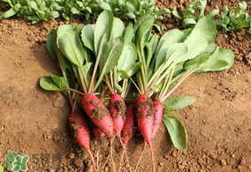 清明節(jié)可以種蘿卜嗎？清明節(jié)怎么種蘿卜？