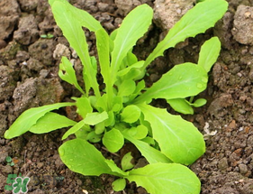 清明節(jié)可以種蘿卜嗎？清明節(jié)怎么種蘿卜？