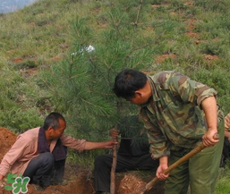 清明節(jié)種什么樹？清明節(jié)為什么種樹？