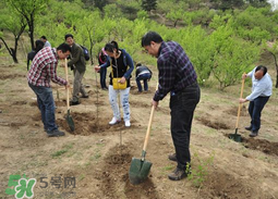 清明節(jié)種什么樹？清明節(jié)為什么種樹？