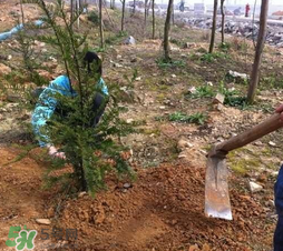 清明節(jié)種什么樹？清明節(jié)為什么種樹？