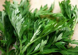 艾葉和清明草能一起吃嗎？清明草不能和什么一起吃嗎？