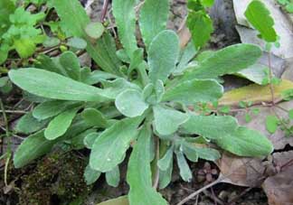 清明草可以種植嗎？清明草怎么種植？