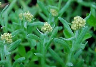 清明草孕婦可以吃嗎？清明草哪些人不能吃？