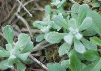 清明草可以曬干嗎？清明草曬干有什么功效？