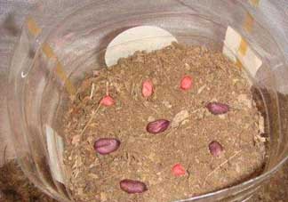 春分可以種花生嗎？春分種什么？