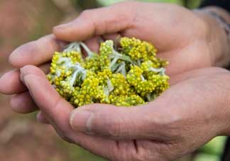 清明草可以泡茶嗎？清明草泡水喝的功效