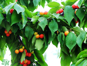 櫻桃掉果怎么回事？櫻桃掉果怎么處理？