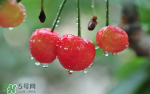 櫻桃掉果怎么回事？櫻桃掉果怎么處理？