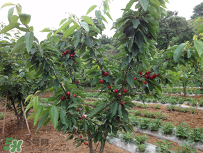 櫻桃樹(shù)幾年結(jié)果？櫻桃樹(shù)不結(jié)果怎么回事？