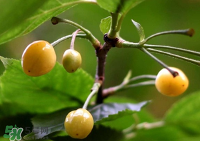 櫻桃樹(shù)幾年結(jié)果？櫻桃樹(shù)不結(jié)果怎么回事？