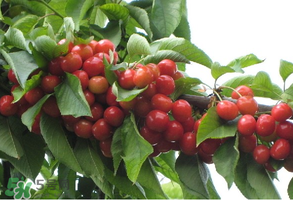 櫻桃樹(shù)幾年結(jié)果？櫻桃樹(shù)不結(jié)果怎么回事？