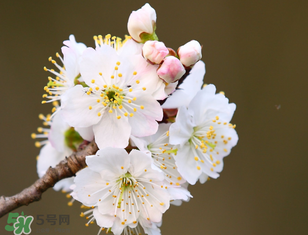 櫻桃需要授粉樹嗎？櫻桃需要什么授粉樹？