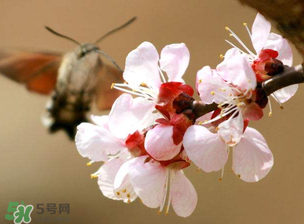 櫻桃需要授粉樹嗎？櫻桃需要什么授粉樹？