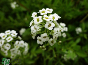 薺菜花可以泡茶嗎？薺菜花泡茶喝有什么功效？