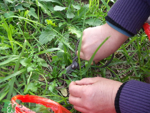 寶寶能吃薺菜嗎？一歲小孩可以吃薺菜嗎？