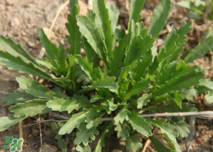 手術(shù)后可以吃薺菜嗎？手術(shù)后能吃薺菜嗎？