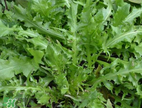 手術(shù)后可以吃薺菜嗎？手術(shù)后能吃薺菜嗎？