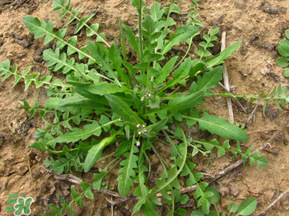 手術(shù)后可以吃薺菜嗎？手術(shù)后能吃薺菜嗎？