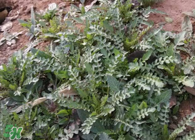 春天吃薺菜好嗎？春天吃薺菜有什么好處？