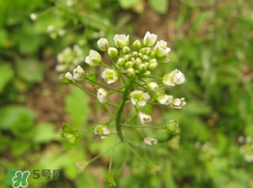 春天吃薺菜好嗎？春天吃薺菜有什么好處？