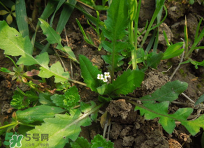 便秘能吃薺菜嗎？便秘可以吃薺菜嗎？