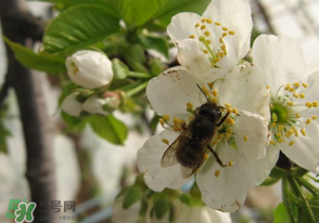 櫻桃怎么授粉？紅燈櫻桃怎么授粉？