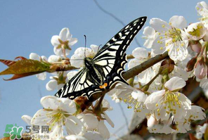 櫻桃怎么授粉？紅燈櫻桃怎么授粉？