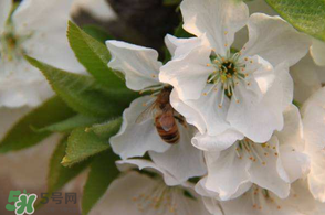 櫻桃怎么授粉？紅燈櫻桃怎么授粉？