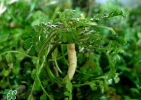 薺菜癌癥病人能吃嗎？乳腺癌能吃薺菜嗎？