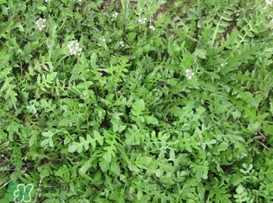 薺菜癌癥病人能吃嗎？乳腺癌能吃薺菜嗎？