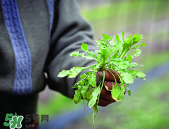 糖尿病人能吃薺菜嗎？糖尿病人可以吃薺菜嗎？