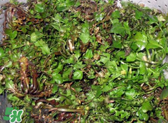 糖尿病人能吃薺菜嗎？糖尿病人可以吃薺菜嗎？