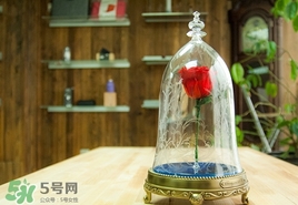 camino美女與野獸音響多少錢？camino玫瑰藍牙音箱價格