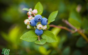 藍(lán)莓變軟了還能吃嗎？藍(lán)莓發(fā)軟了還能吃嗎？