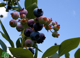 藍(lán)莓變紅可以吃嗎？藍(lán)莓發(fā)紅是壞掉了嘛？