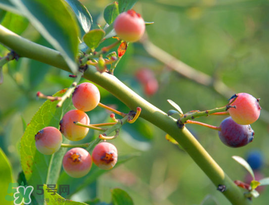 藍(lán)莓變紅可以吃嗎？藍(lán)莓發(fā)紅是壞掉了嘛？