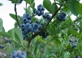 藍(lán)莓發(fā)霉還能吃嗎？藍(lán)莓發(fā)霉怎么辦？