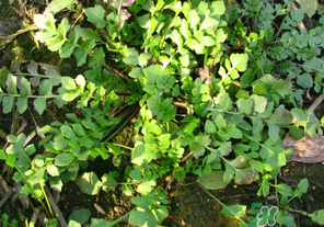 薺菜有草酸嗎？薺菜草酸高嗎？