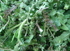 薺菜有草酸嗎？薺菜草酸高嗎？