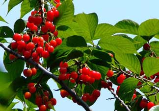 櫻桃樹幾年結(jié)果？櫻桃樹不結(jié)果怎么回事？