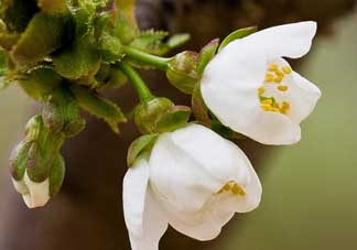 櫻桃需要授粉樹(shù)嗎？櫻桃需要什么授粉樹(shù)？