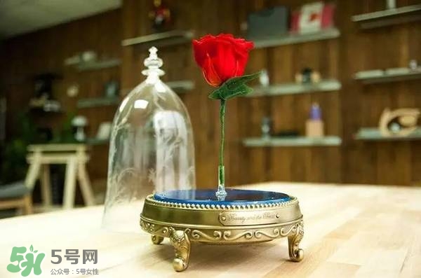 camino美女與野獸音響多少錢？camino玫瑰藍牙音箱價格