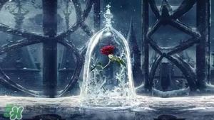 camino美女與野獸音響多少錢？camino玫瑰藍牙音箱價格