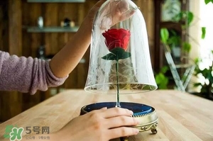 camino美女與野獸音響多少錢？camino玫瑰藍牙音箱價格