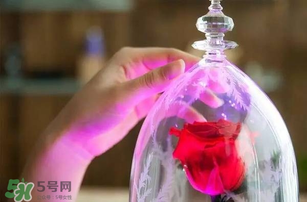 camino美女與野獸音響多少錢？camino玫瑰藍牙音箱價格