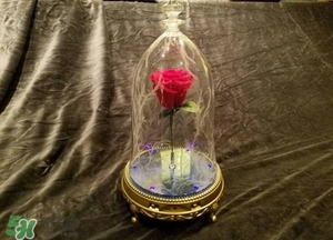 camino美女與野獸音響多少錢？camino玫瑰藍牙音箱價格