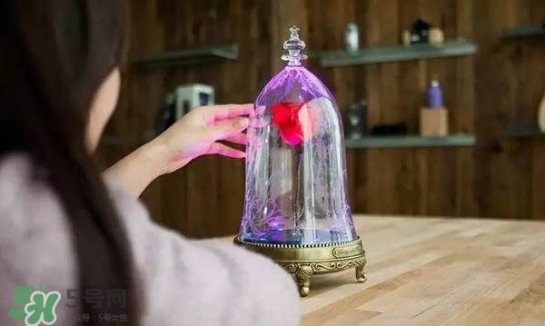 camino美女與野獸音響多少錢？camino玫瑰藍牙音箱價格