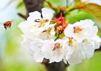 櫻桃怎么授粉？紅燈櫻桃怎么授粉？