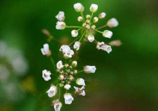 薺菜什么時(shí)候開花？薺菜花什么時(shí)候采？